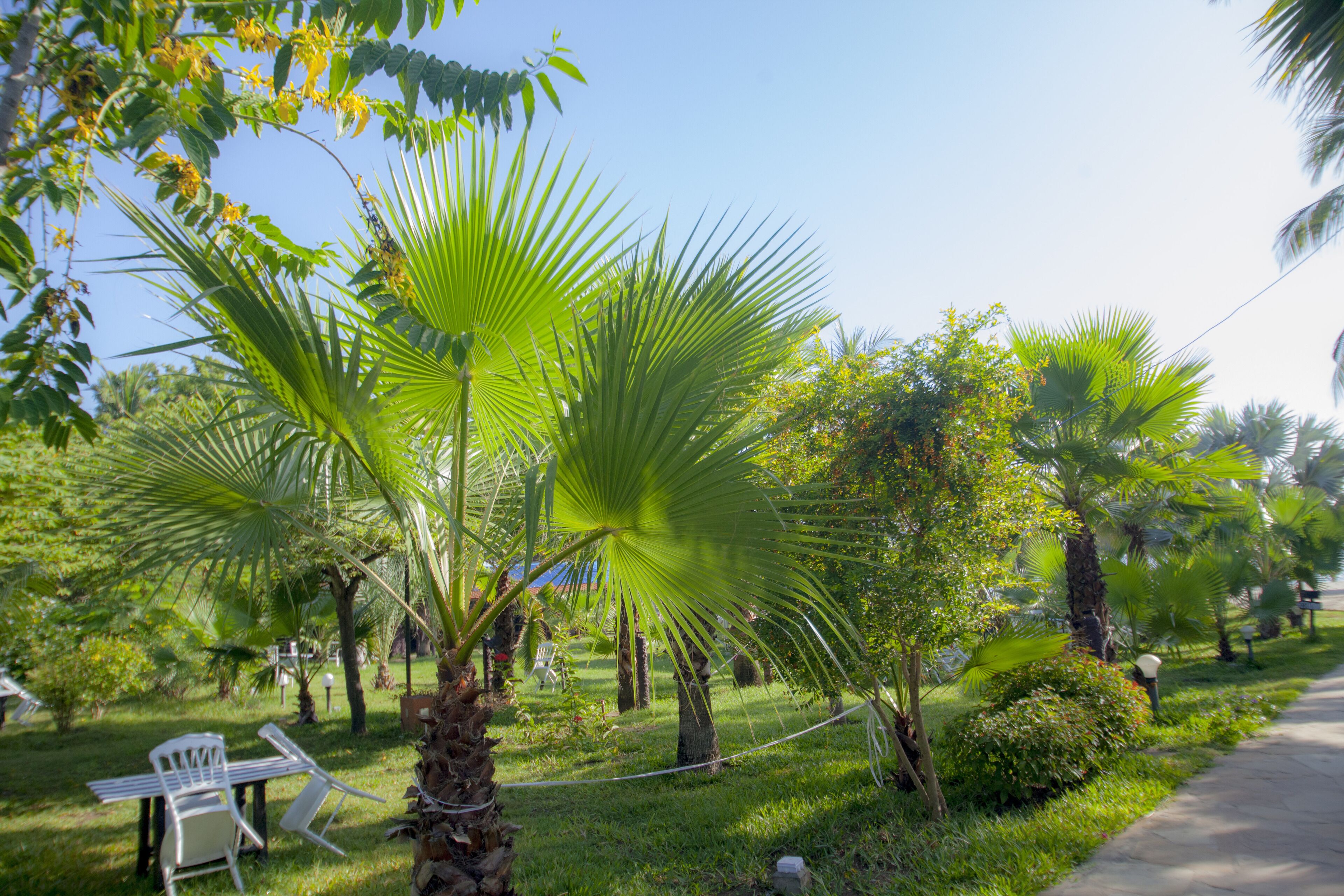A lush garden with palm trees, a white chair, and a pathway.