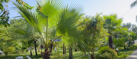 A lush garden with palm trees, a white chair, and a pathway.