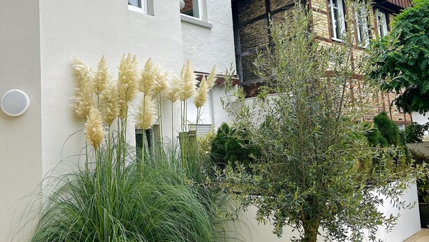A modern building with a white facade and a brown roof. There is a large planter with a tree and tall grasses in front. - Pure Highlight Living 9 - Holiday apartment / temporary living (Steinfurt)