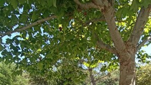 Un espace extérieur verdoyant avec un hamac, des chaises et un arbre.