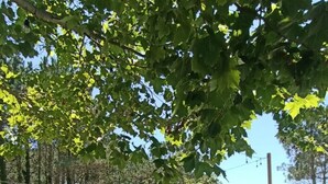 Een recreatiegebied met een caravan, tuinmeubilair en een hangmat.