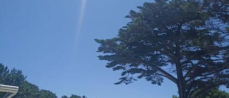 Cielo despejado con un efecto de luz solar, un árbol grande y vista al mar.