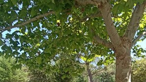 A grassy outdoor area with a hammock, chairs, and a tree. - Casal do Crego (O Grove)