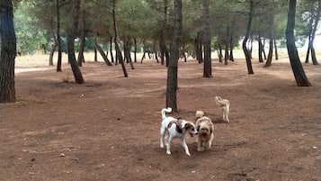 Huisdieren toegelaten