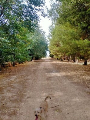 Property grounds - Casa de pueblo El Refugio para 8 personas en Villarrobledo- 4 dormitorios 2 baño (Villarrobledo)