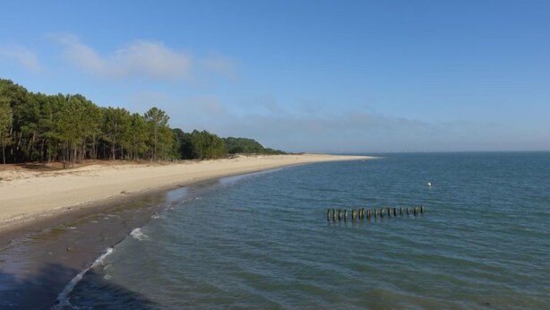 Ein Strand mit Sandküste und einer Baumreihe im Hintergrund.