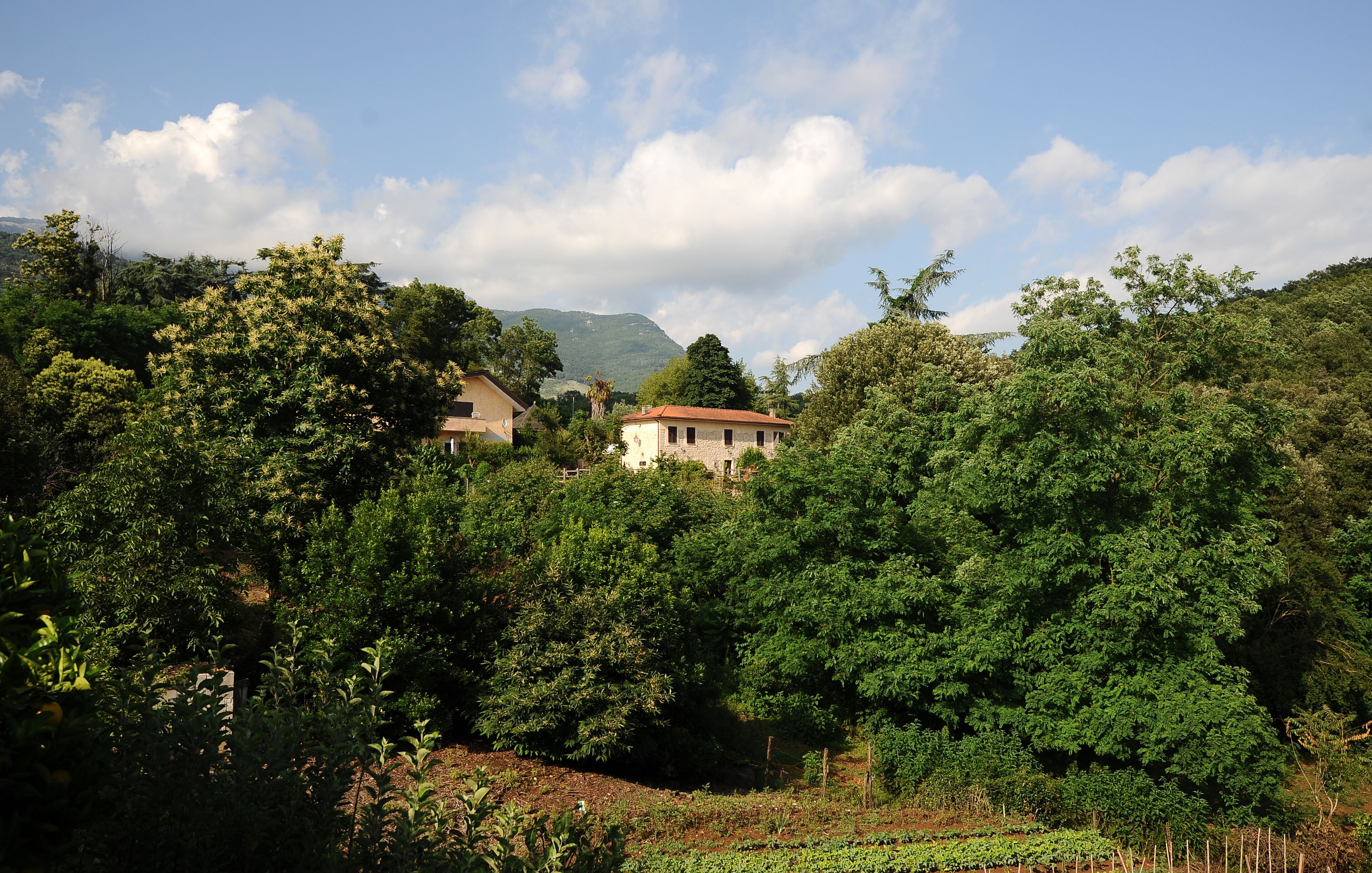 Paesaggio rurale con una casa immersa nel verde e alberi.