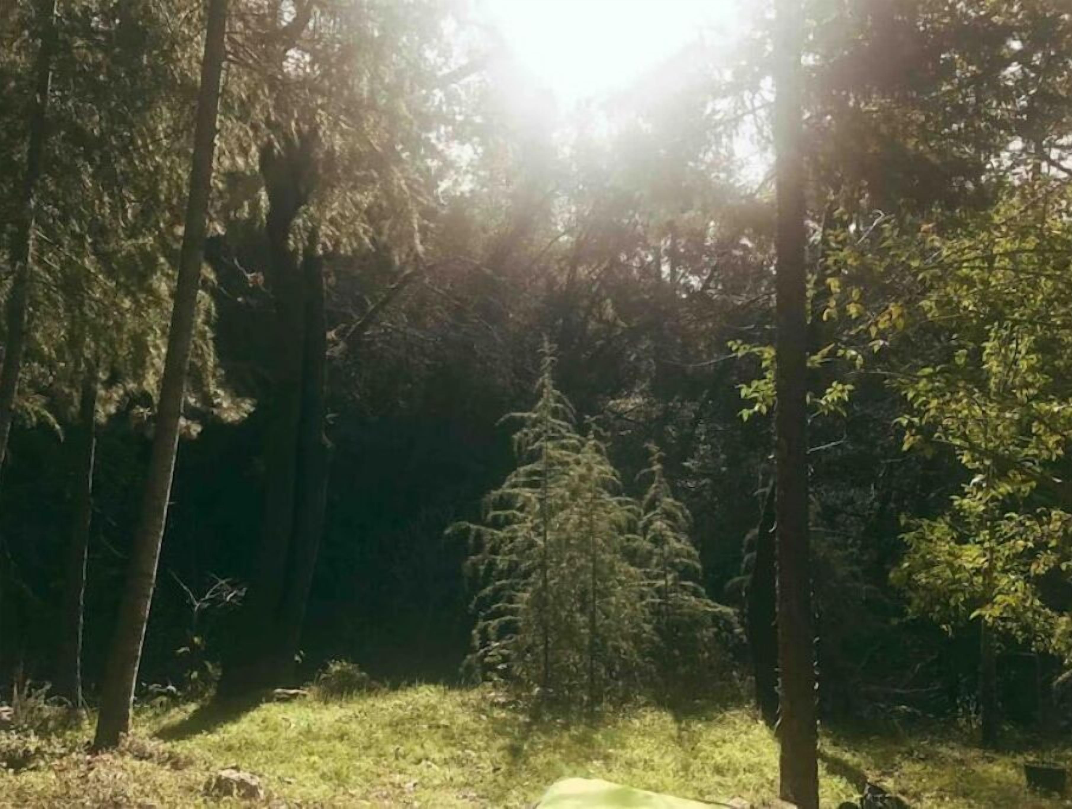 A forested area with sunlight filtering through the trees.