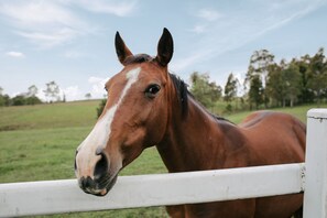 A horse grazes peacefully behind a white fence in a serene countryside setting.