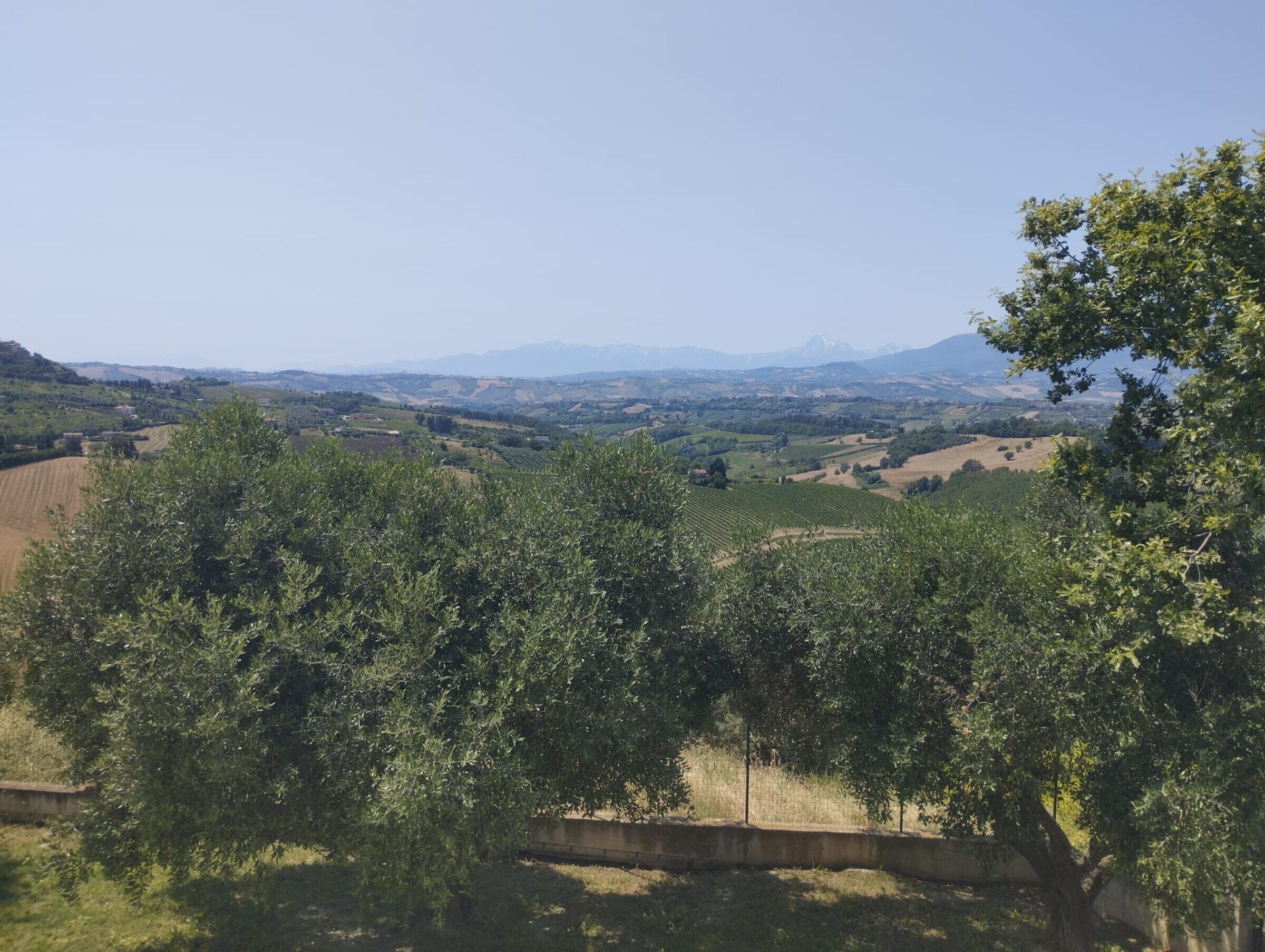 Paisaje rural con olivares, una barrera de hormigón y montañas a lo lejos.
