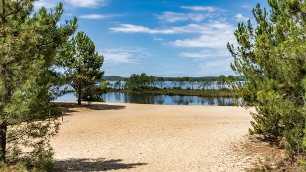 Hiekkainen ranta, jossa kasvaa mäntyjä, ja taustalla tyyni järvi.