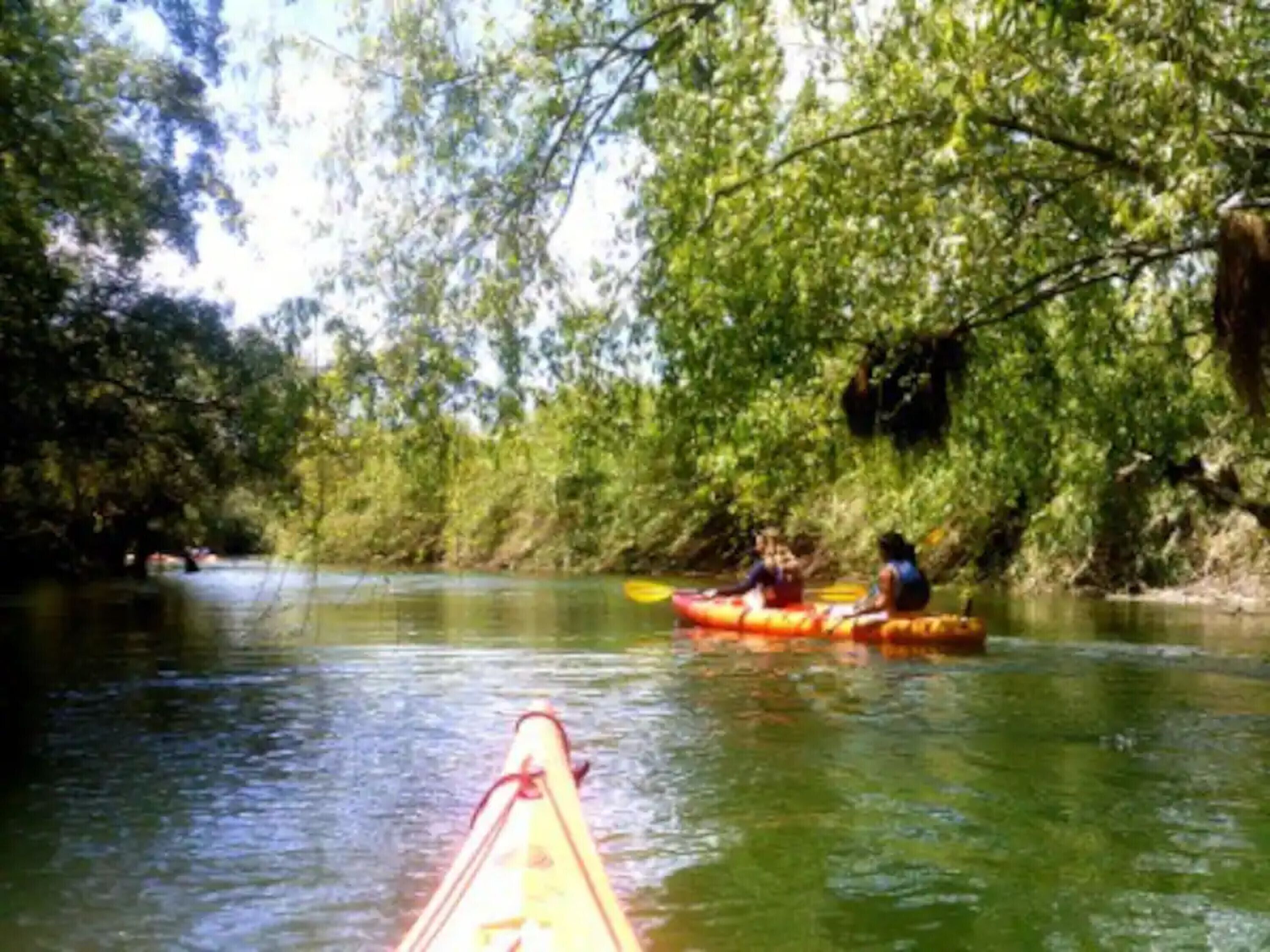 Escena de un río con kayak, agua tranquila y vegetación densa.