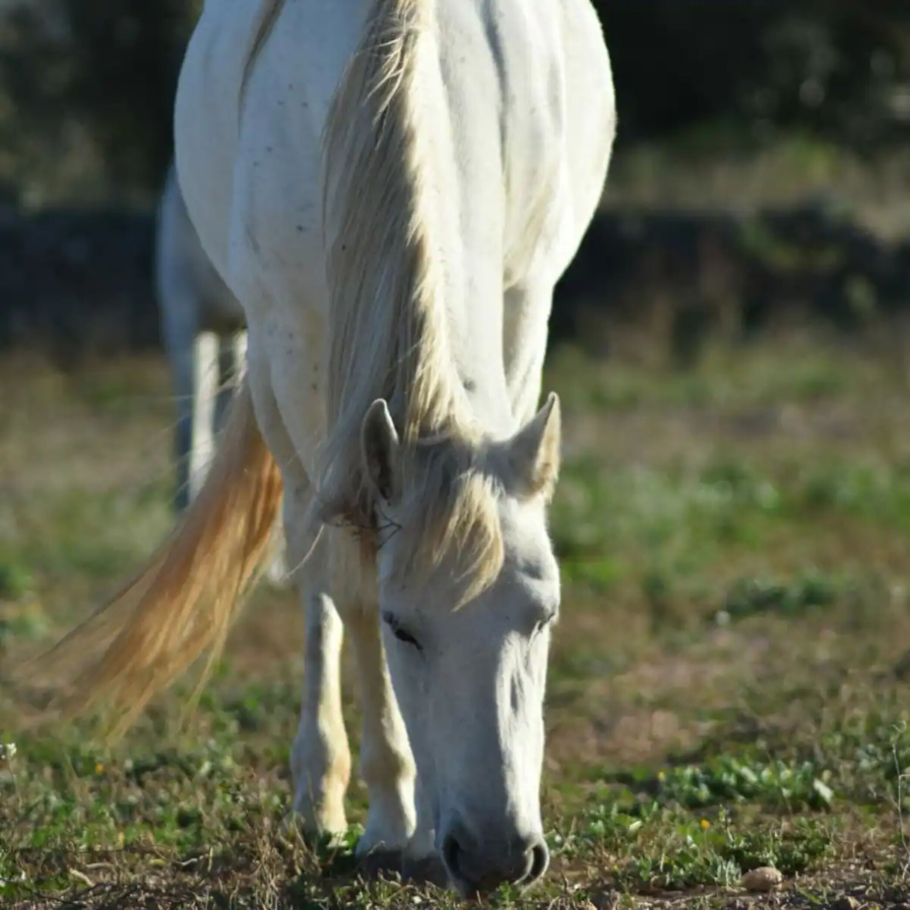 Um cavalo branco a pastar num campo gramado.