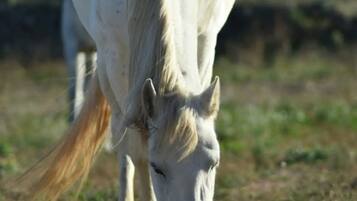 Um cavalo branco a pastar num campo gramado.