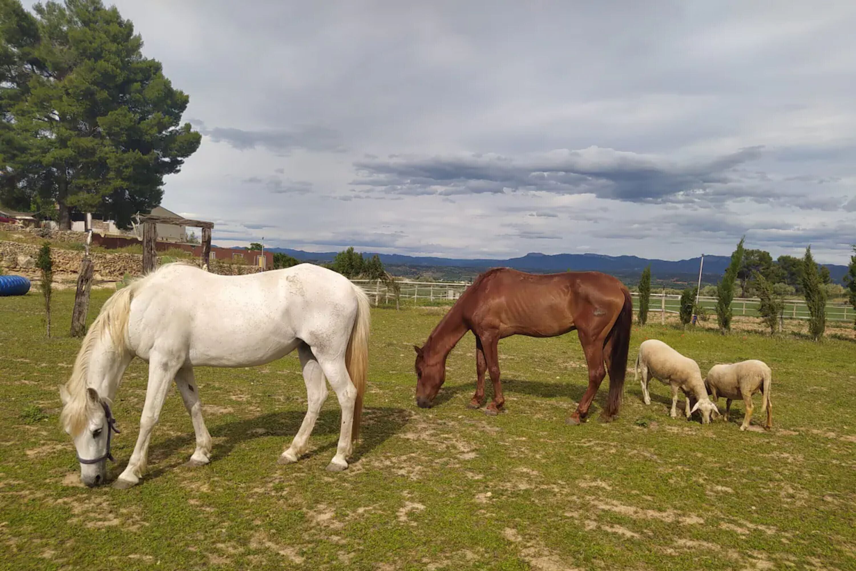 Un establo con caballos y ovejas pastando en un campo cubierto de hierba.
