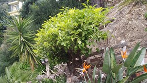 Een tuin met verschillende planten in potten en een klein vogelhuisje.