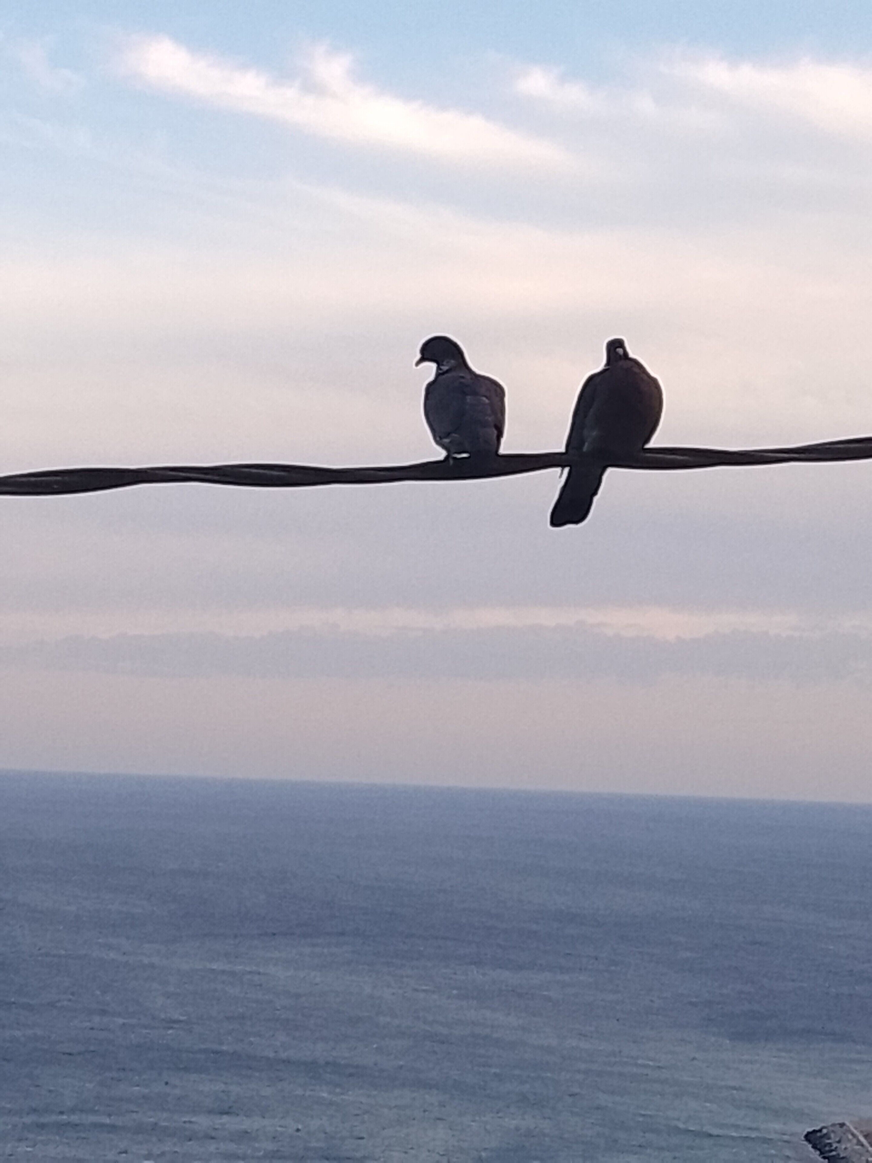 Two birds perched on a wire with a view of the ocean in the background.