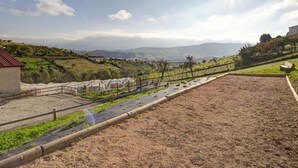Viñedo con hileras de vides, una valla de madera y un banco.