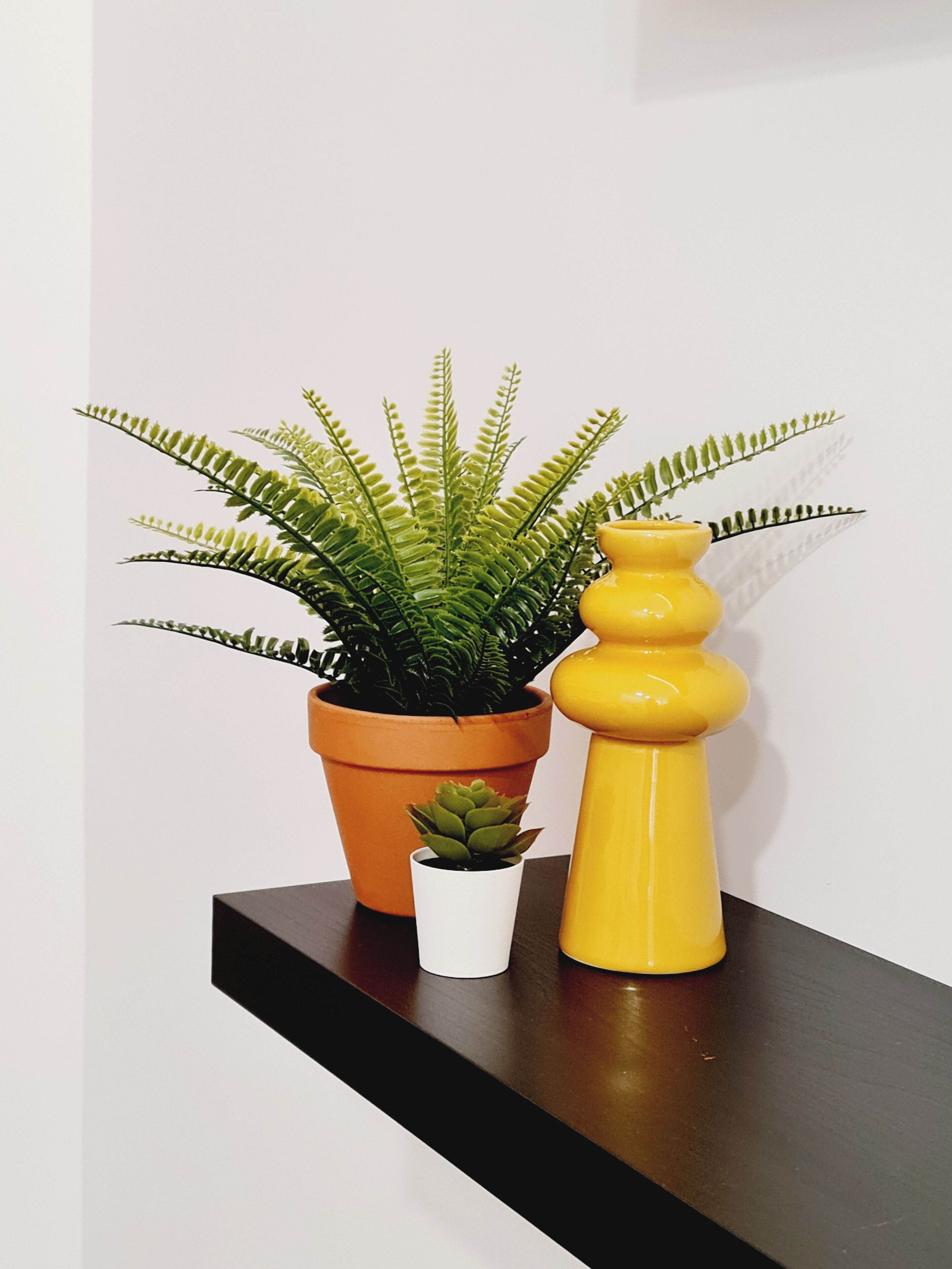 Une plante en pot, avec des feuilles vertes, est posée sur une étagère noire devant un mur blanc.