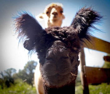 Fusion, Pengoat et tous leurs copains alpagas vous souhaitent la bienvenue.