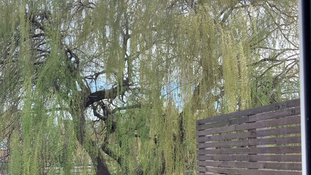 Une terrasse en bois, dotée de bancs et d’une rambarde, qui offre une vue sur un étang et des arbres.