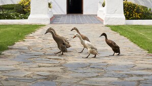 Un edificio blanco con techo de paja, un camino de piedra y cuatro patos caminando sobre él.