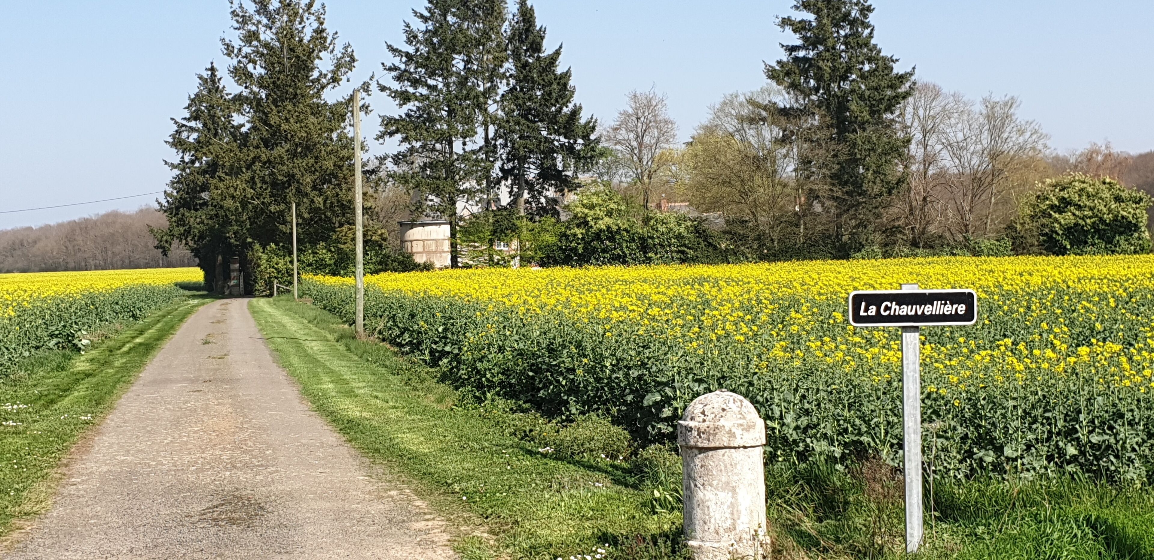 En landevej der løber gennem et marker med gule blomster, med et skilt der viser "La Chauvelliere".