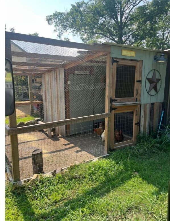A chicken coop with a wire mesh and wooden structure, surrounded by a fenced area with a star decoration.