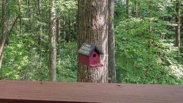 A birdhouse mounted on a tree in a forested area.