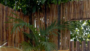 A wooden picnic table and bench set against a bamboo fence, with a palm tree in the background.