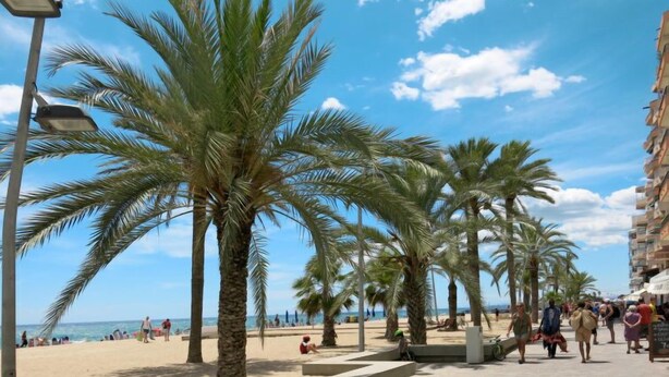 Eine Strandpromenade gesäumt von Palmen, im Hintergrund ein Strand.