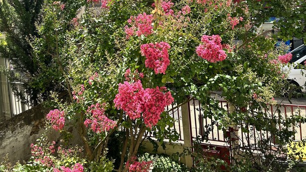 Een woongebouw met meerdere balkons en een tuin met roze bloeiende planten.