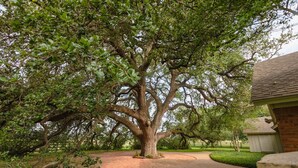 A large tree in a landscaped area with a brick building in the background. - Oak Tree Manor w/ Pool (Waco)