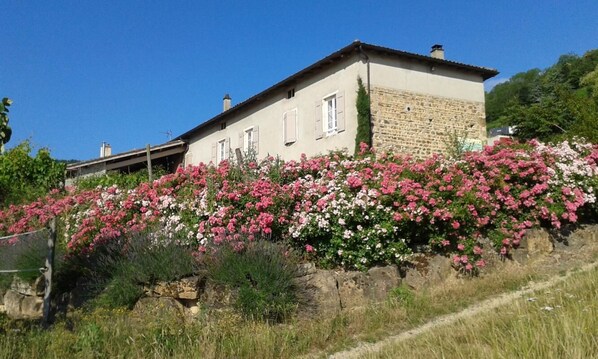 Un edificio de piedra con techo inclinado, rodeado por una colina de flores rosas y blancas.