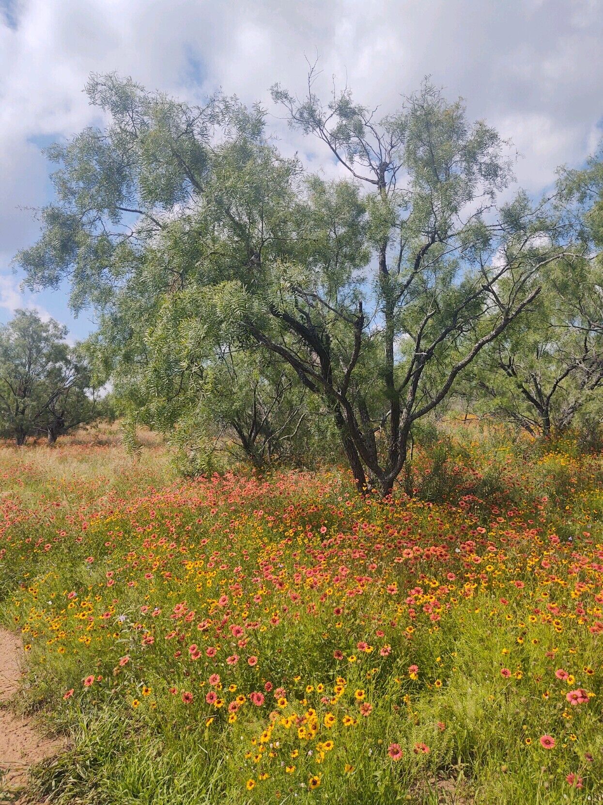 A tree with a dense canopy in a field of colorful wildflowers.