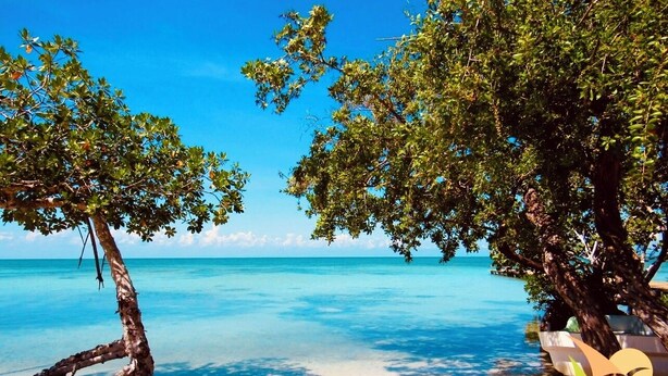 A beach with clear turquoise water, sandy shore, and two large trees providing shade.