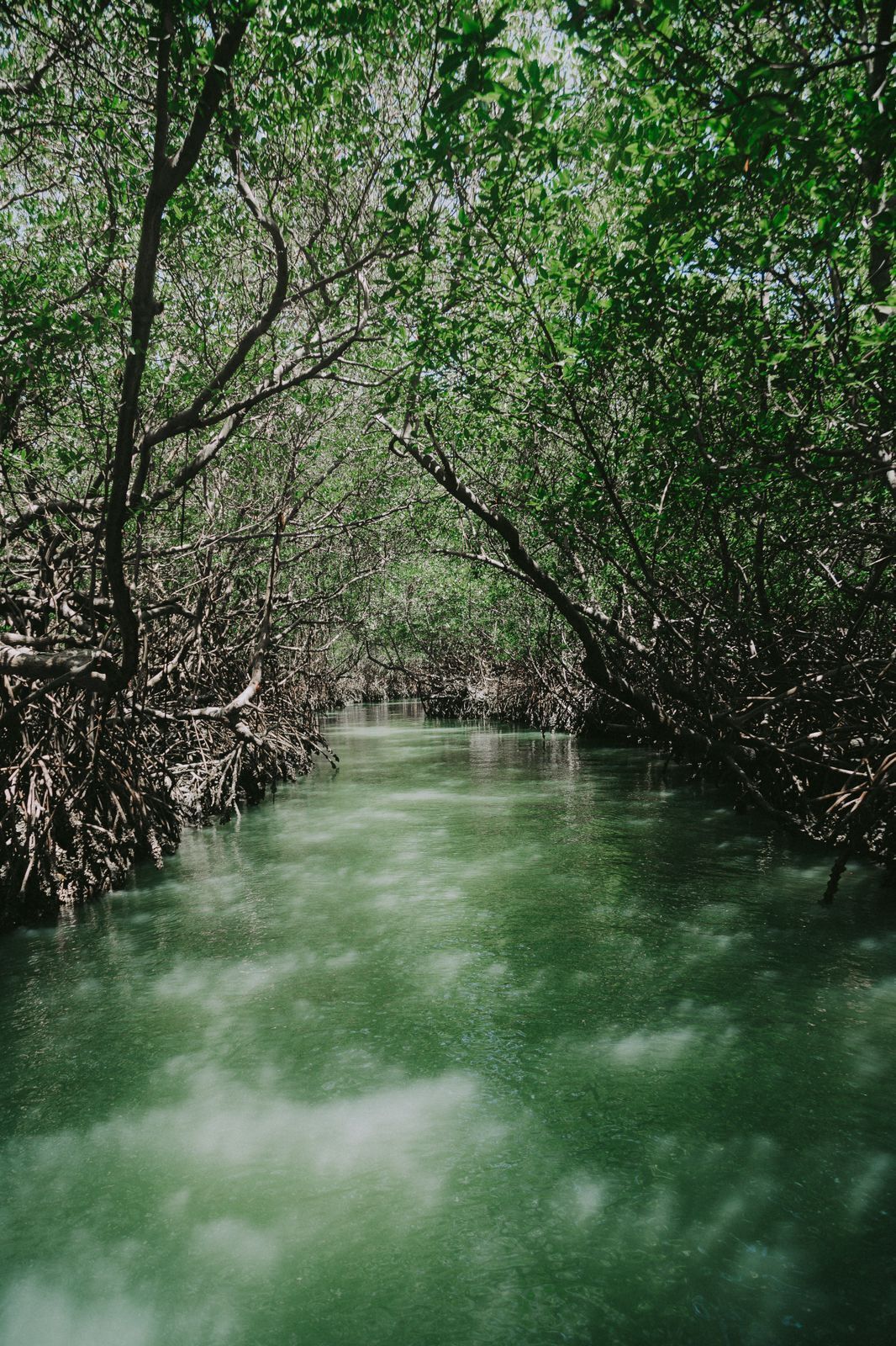 A mangrove forest with dense foliage and a calm waterway.