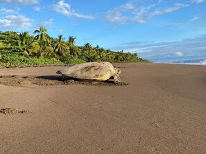 Beach towels - Casa Kattleya, Ubicada en el Centro de Tortuguero, a Pocos Metros de la Playa (Tortuguero)