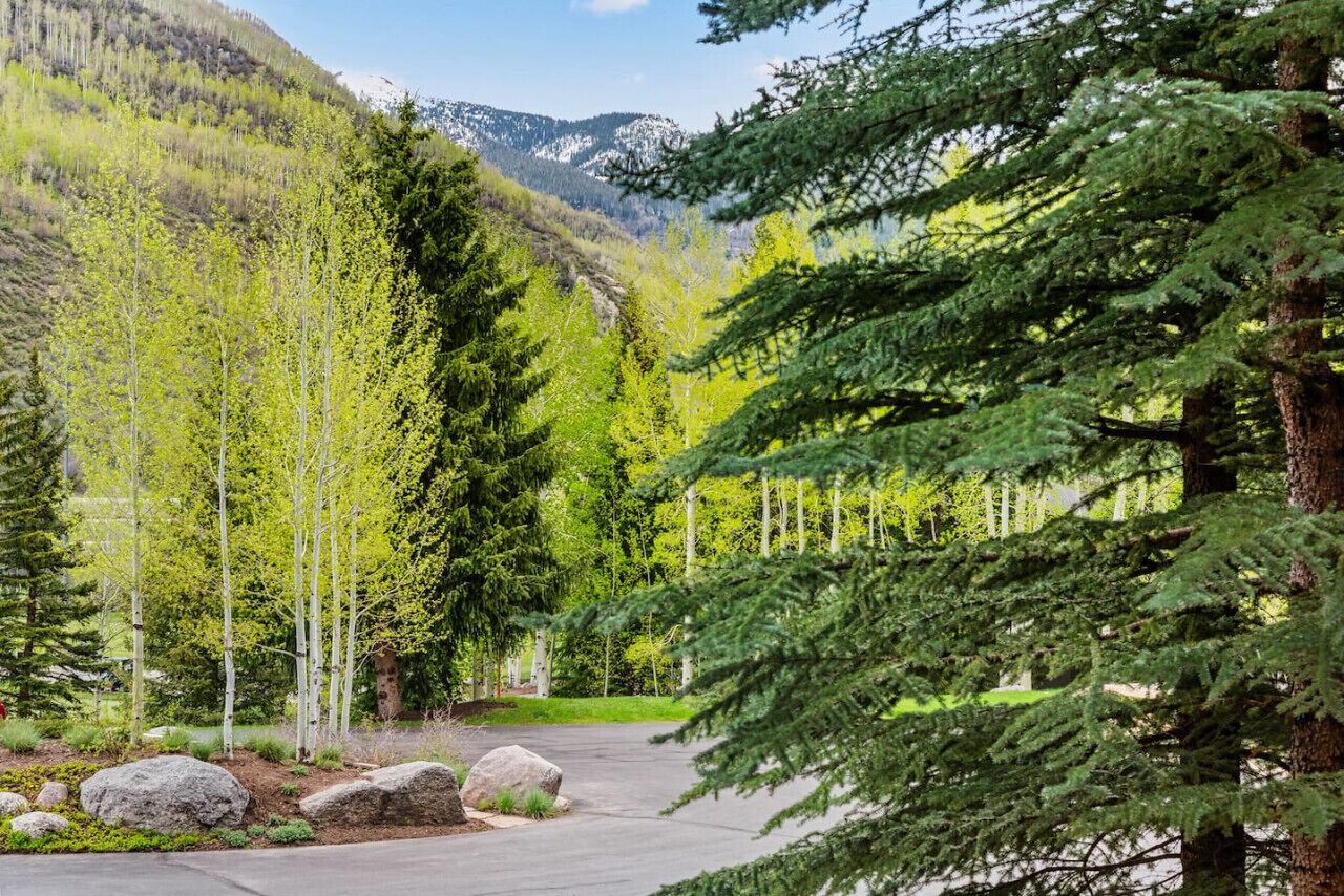 A paved driveway leading to a building surrounded by evergreen trees and birch trees.