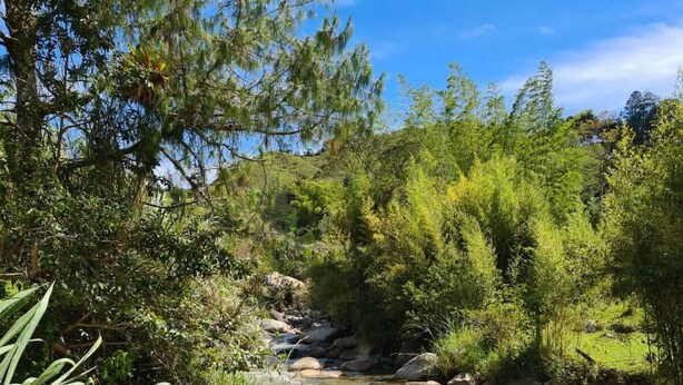 Un paisaje natural con un arroyo cristalino, rocas y abundante vegetación.