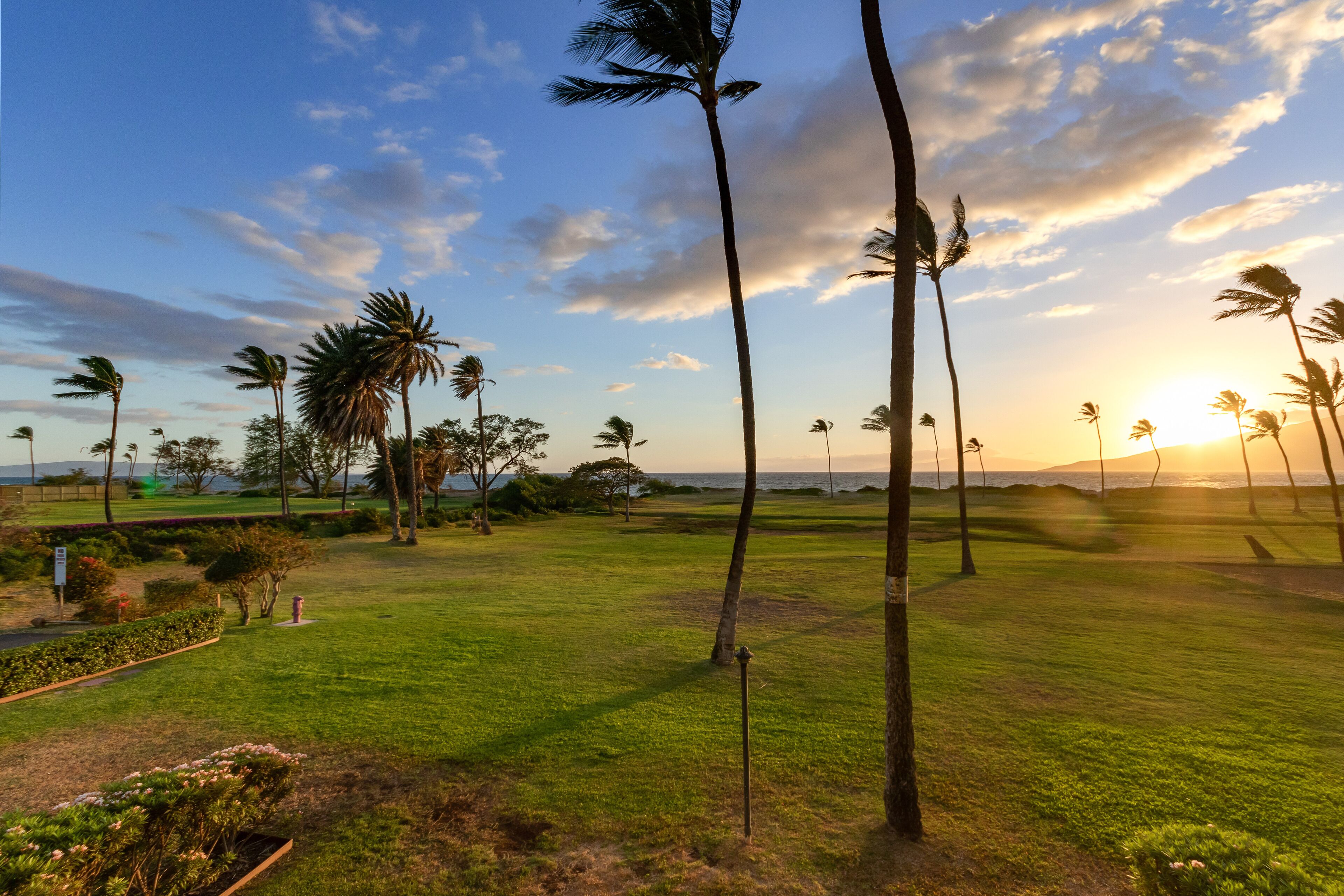 A golf course with palm trees, a well-maintained lawn, and a clear sky.