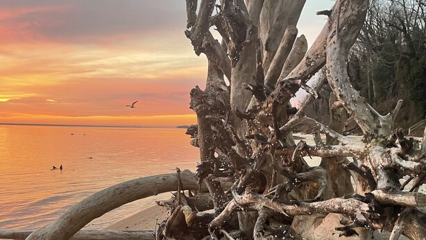 A natural landscape with a large fallen tree trunk on a sandy beach, overlooking a calm body of water during sunset. - "High Tide Tranquility"- Beach w/ BBQ (Port Republic)