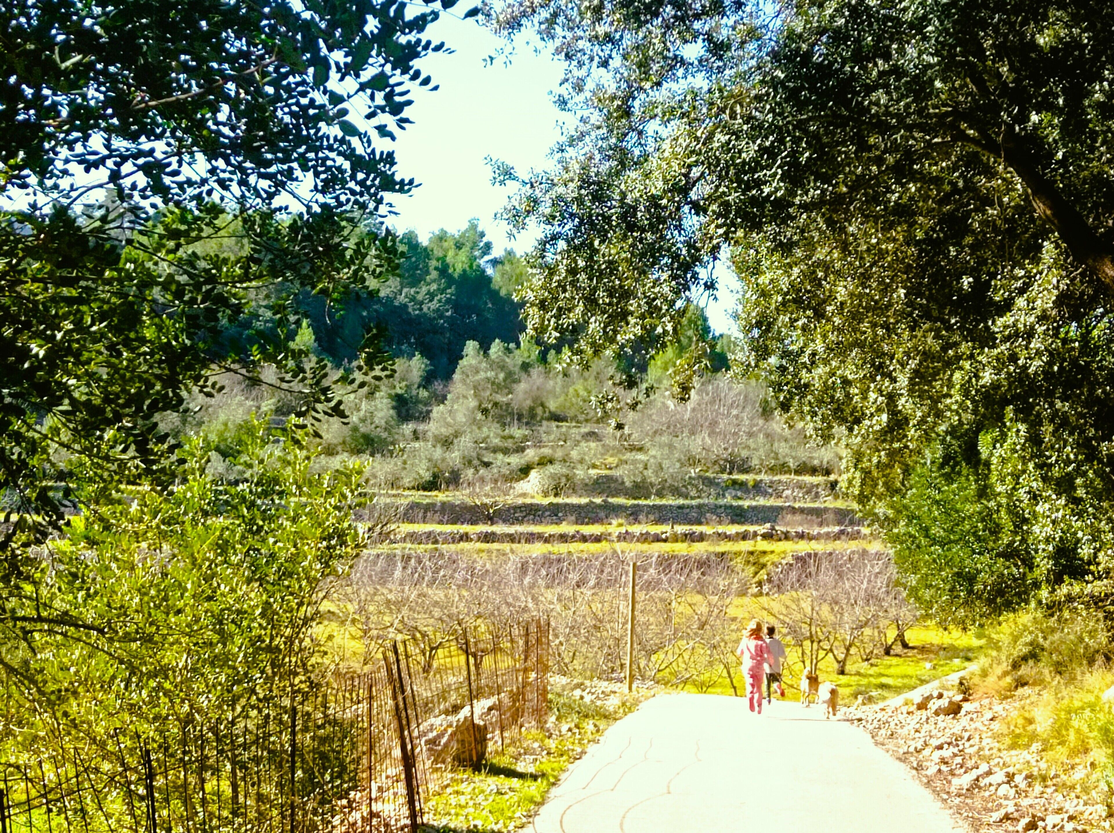 Un sendero serpentea por un paisaje natural con árboles y un fondo montañoso.
