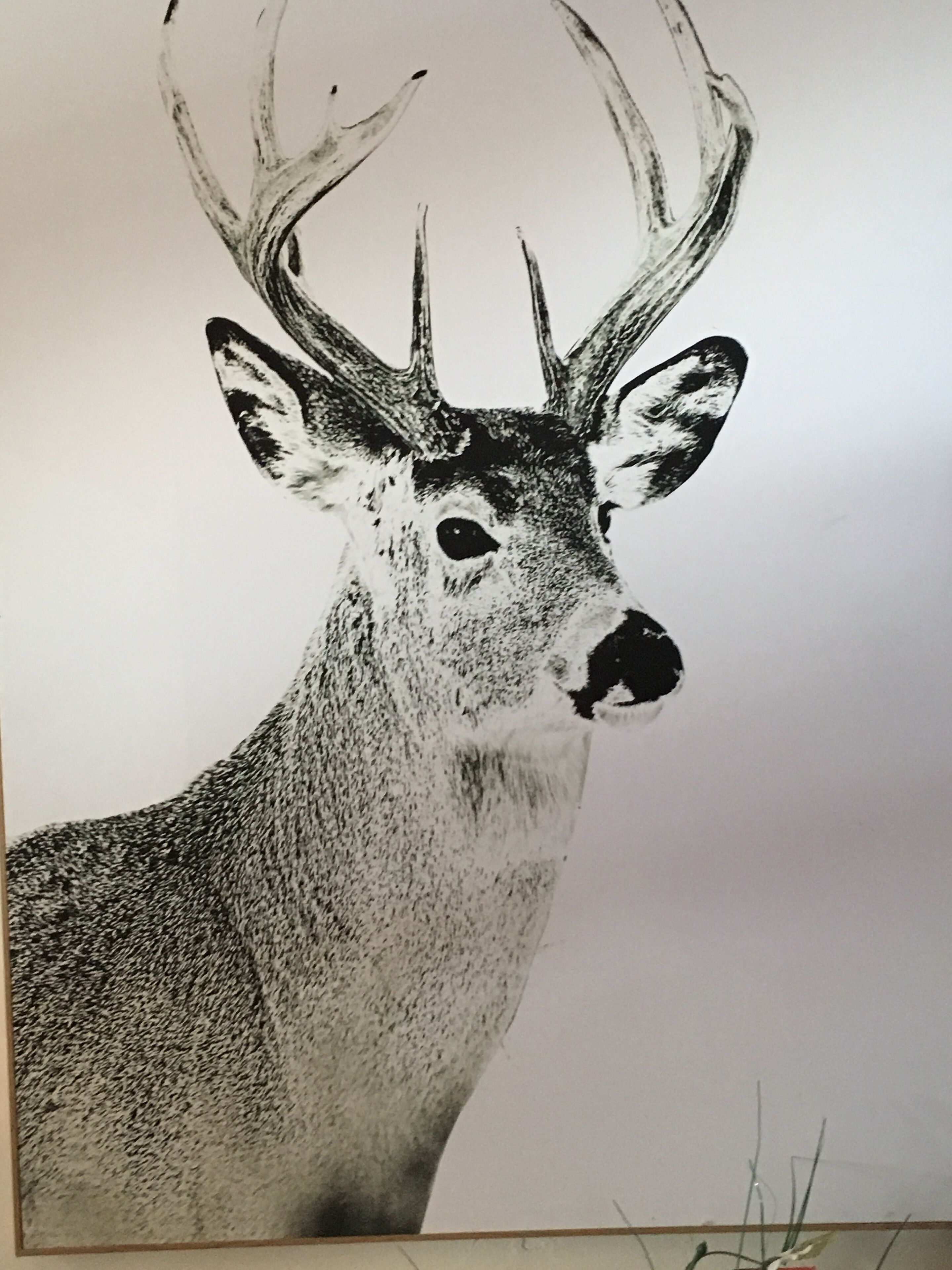A detailed black and white drawing of a deer with large antlers.