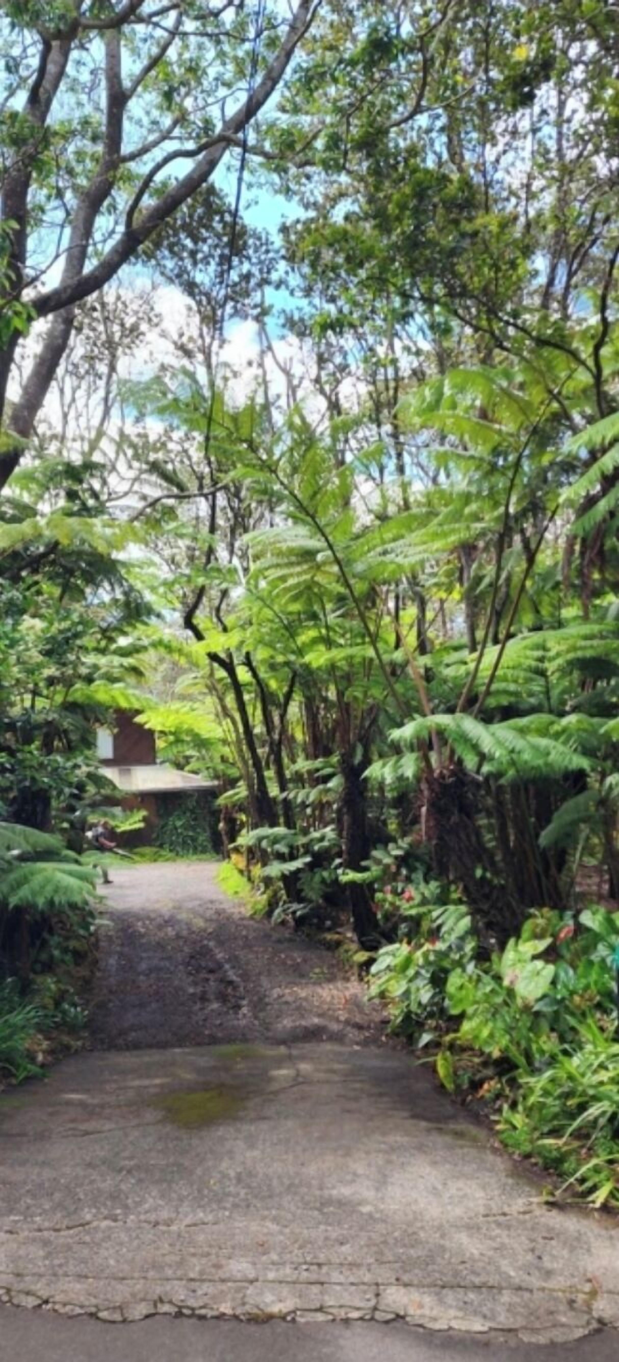 A concrete pathway leading through a dense forest with ferns and trees.