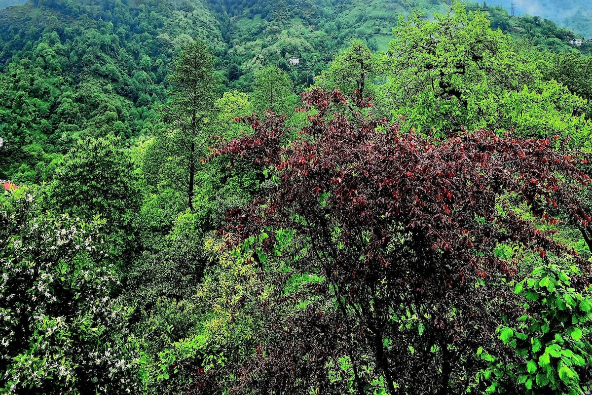 Un paisaje verde y exuberante con vegetación densa y una montaña al fondo.