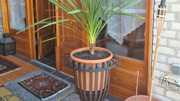 A potted plant in a decorative pot on a stone floor, a wooden door, and a brick wall. - Renovierte Scheune mit Historischem Charme (Garz/Rügen)