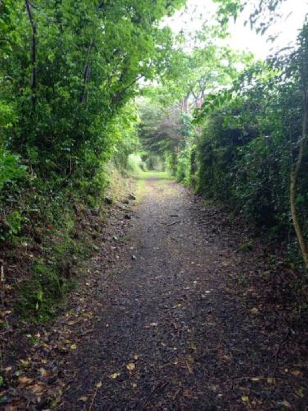 A narrow, leaf-covered path in a wooded area.