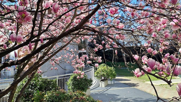 Ein Baum mit rosa Blüten in einem Innenhof.