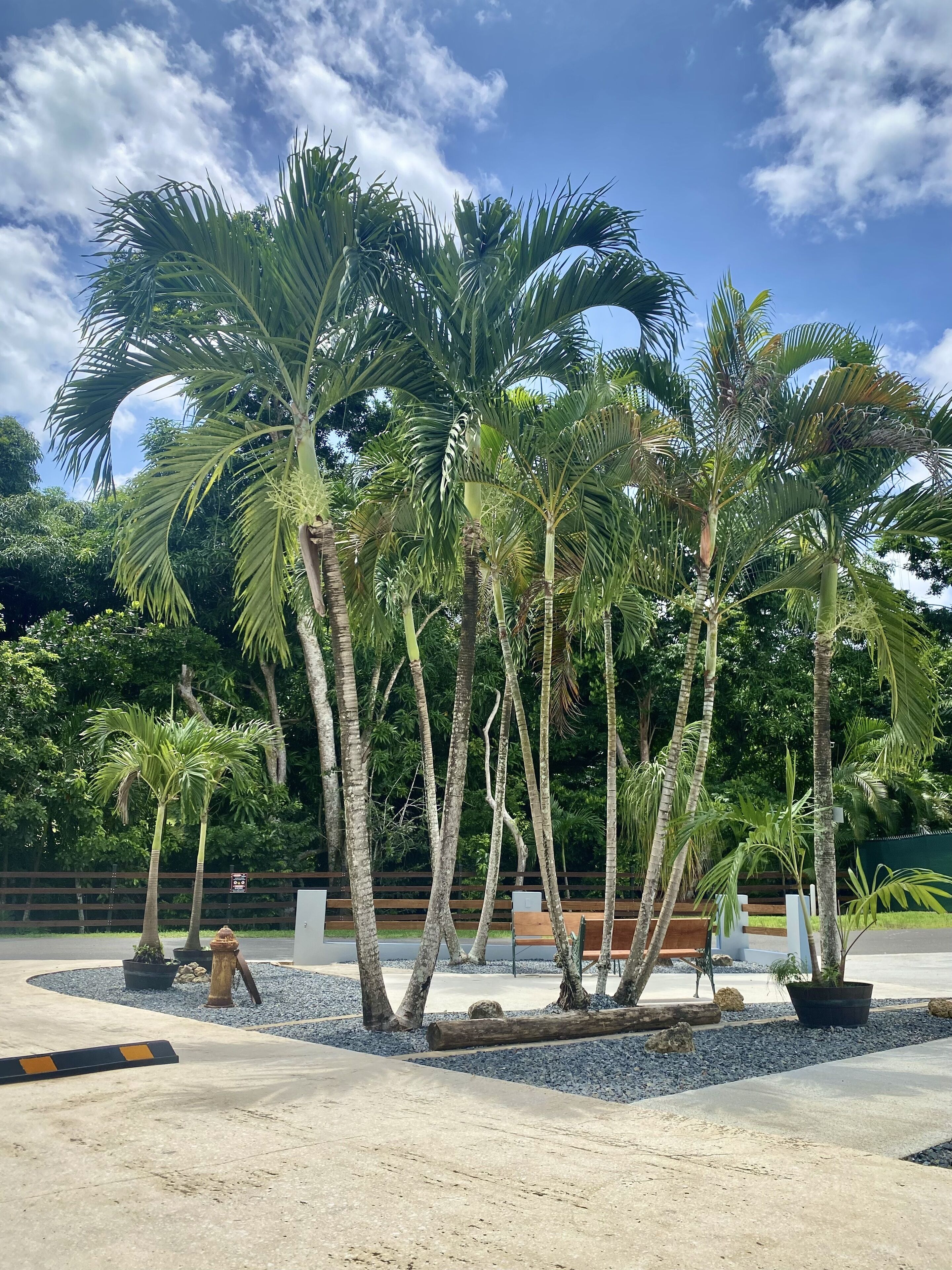A landscaped area with palm trees, a paved walkway, and a wooden fence.
